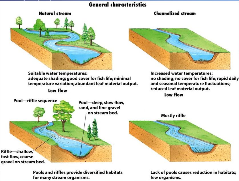 Graphic of Channelized Stream