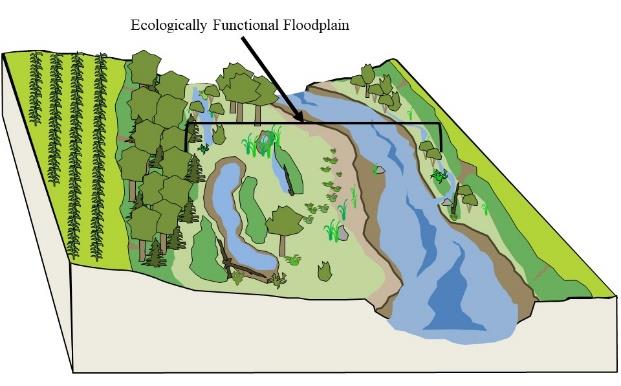 Graphic of an Ecologically functional Floodplain