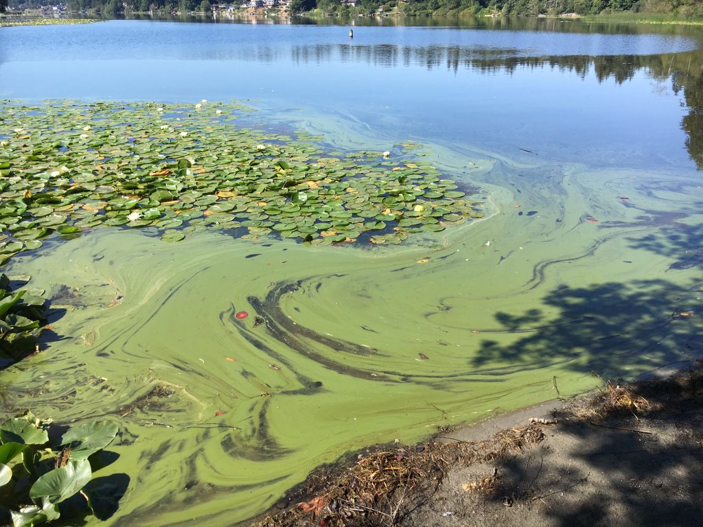 algae bloom