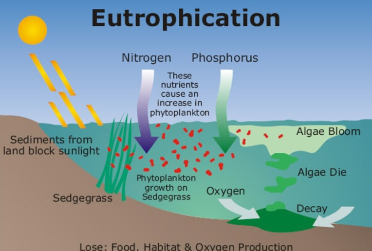 eutrophication