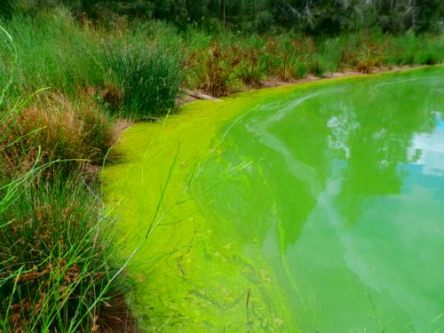 blue green algae bloom image