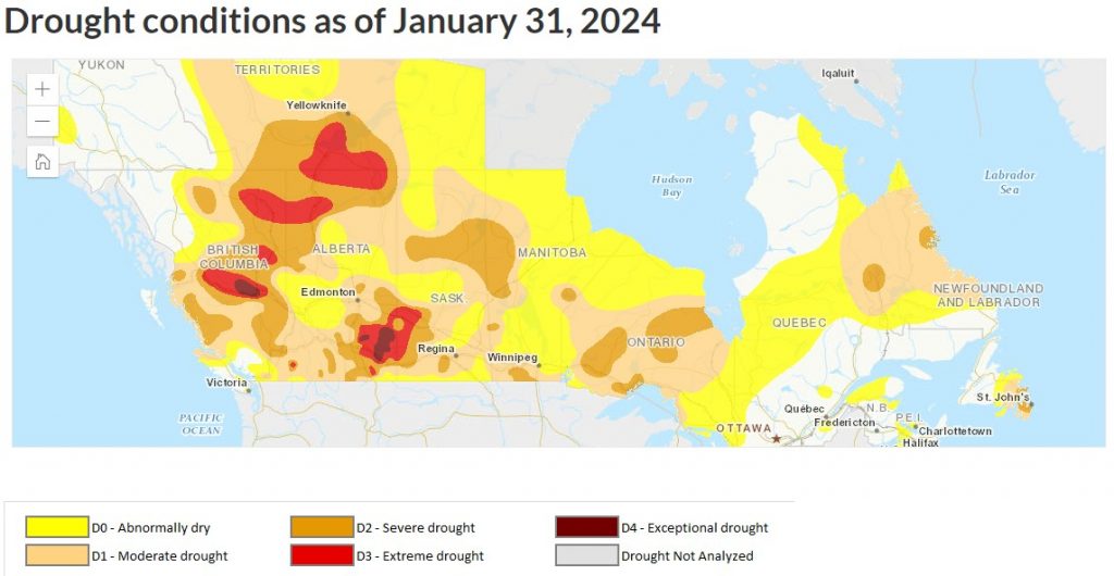 Map from the Canadian Drought Monitor showing drought conditions as of January 31, 2024