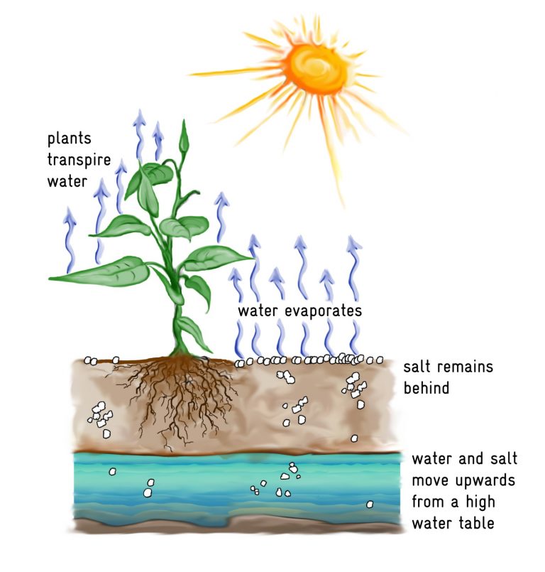 A diagram indicating the evapotranspiration process and the resultant upward movement of ground salts