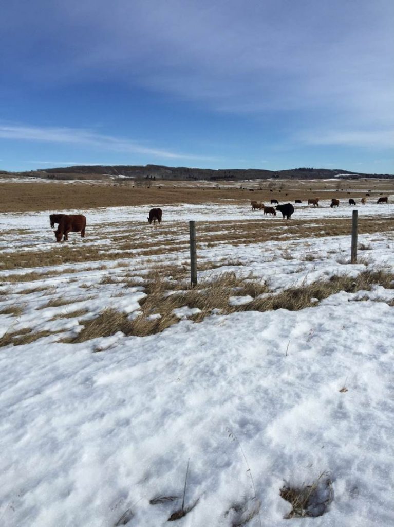 Photo of horses grazing in a snowy field behind a fence.