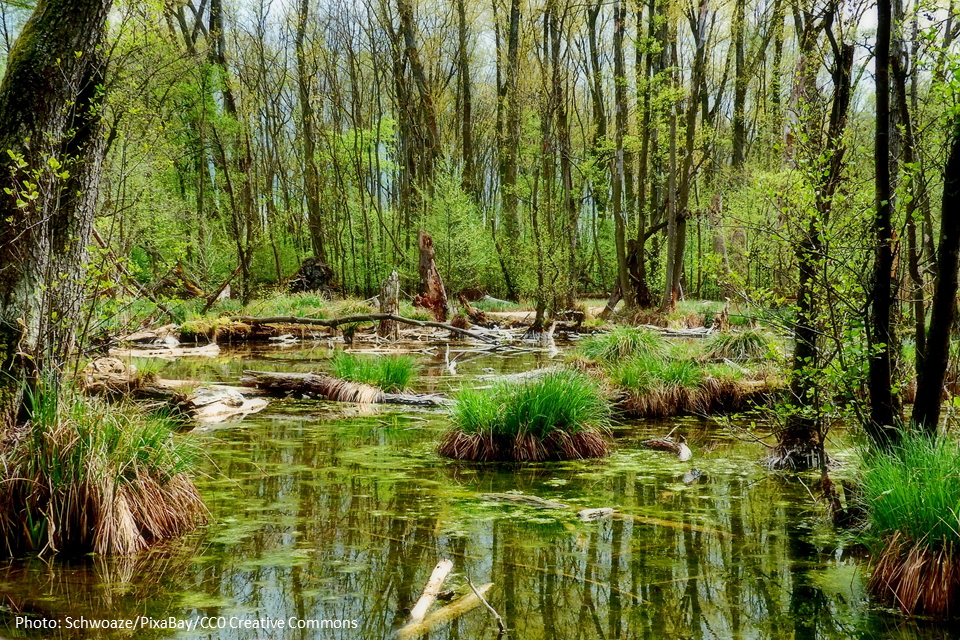 picture of a forest near water