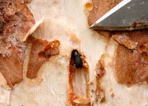 Photograph of a mountain beetle in its burrow