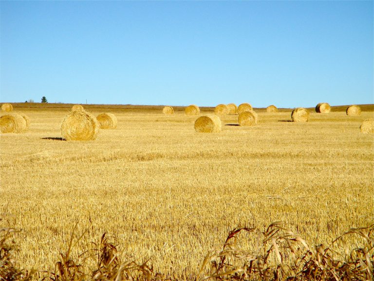 Photograph of hay bales in a field under a clear blue sky