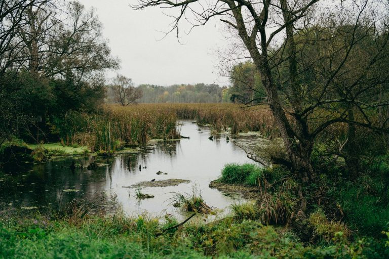 Photograph of a wetland with trees, grasses and water