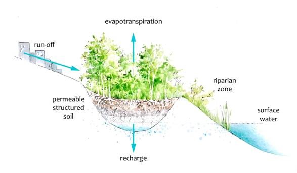 Figure 1. Absorbent riparian buffer and the associated water behaviour. Image source: Bow River Basin Council