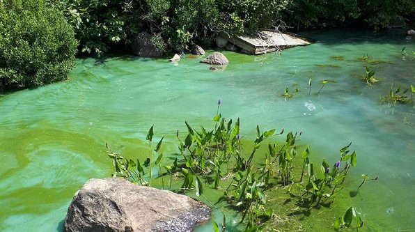 An image of a rock in a lake that has murky cyanobacteria with water a bright green.