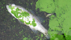 Photograph of a dead fish in water covered in a green algal bloom