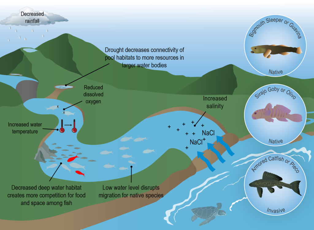 Infographic of drought impacts to freshwater ecosystems