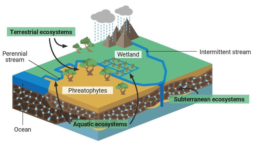 A diagram showing different ecosystems supported by groundwater: terrestrial, subterranean, aquatic.