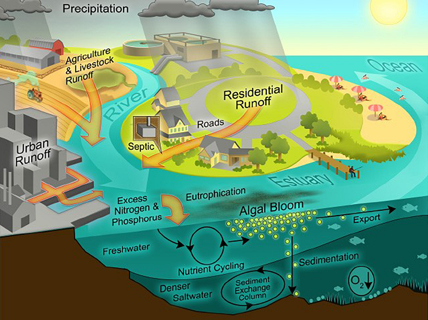 Sketch of urban and rural sources of nitrogen and phosphorus leading to eutrophication.