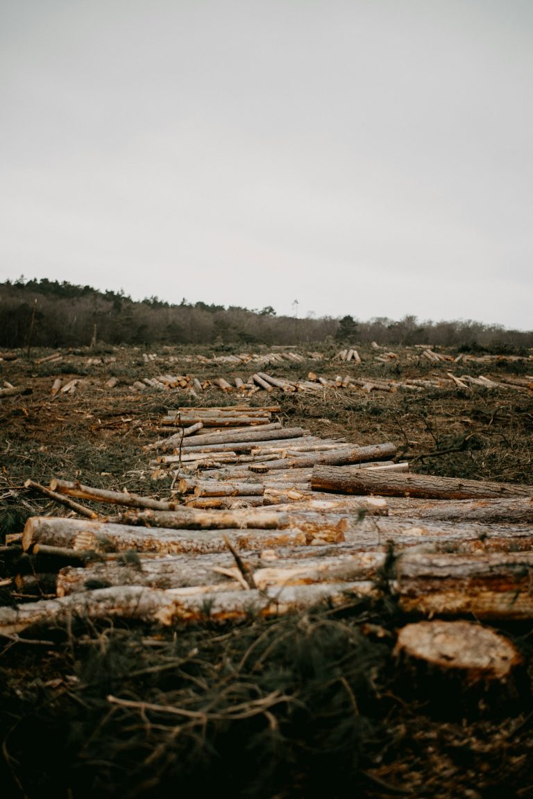 Photograph of a logged forest with logged trees lying on the ground.