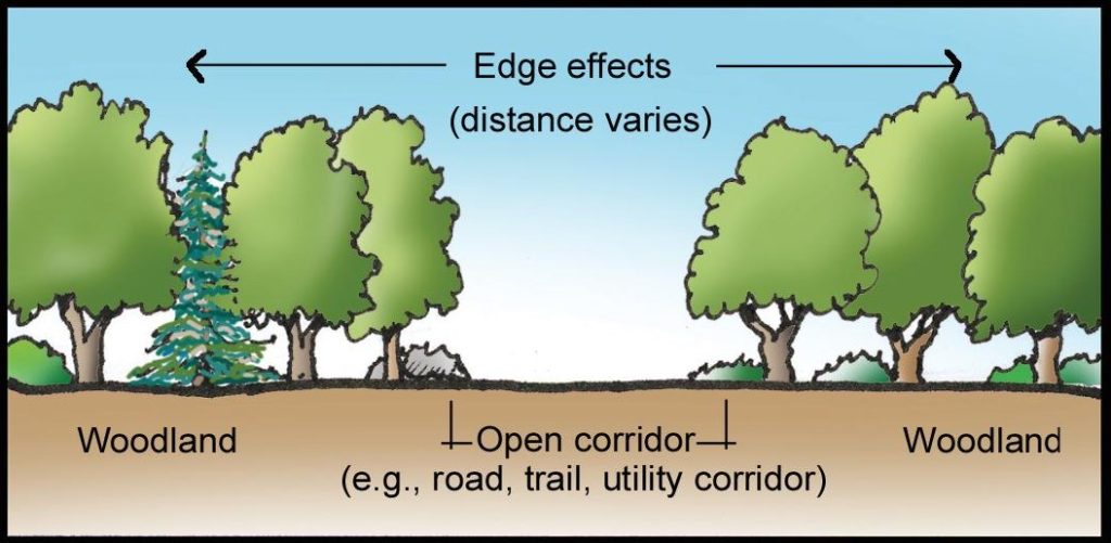 Drawing of a woodland split by an open corridor and indicating the edge effects into the woodlands