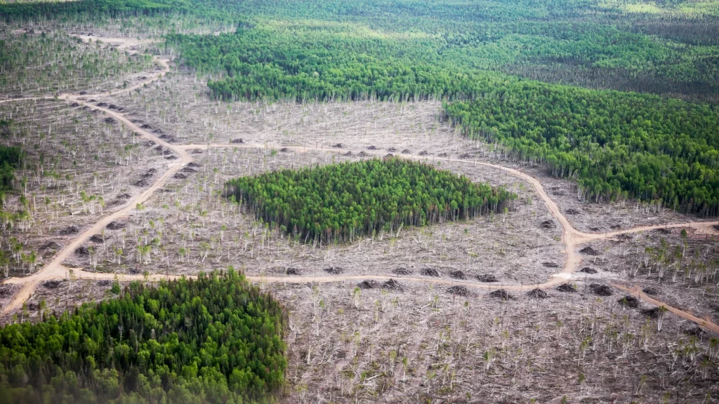 Photograph of clearcut logging leaving a stand of trees surrounded by logged land.