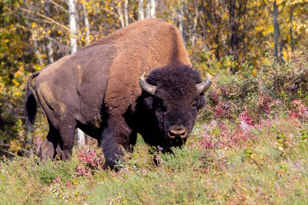 Photograph of a Wood Bison