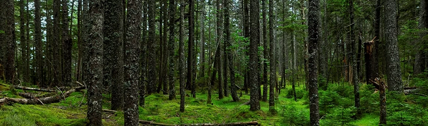 Photograph of Acadian Forest