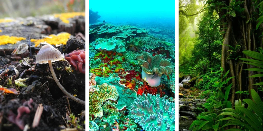 Biodiversity triptych of photographs showing mushrooms, coral reef and lush jungle