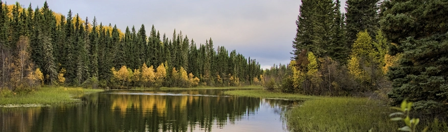 A photograph of a boreal forest bordering a lake