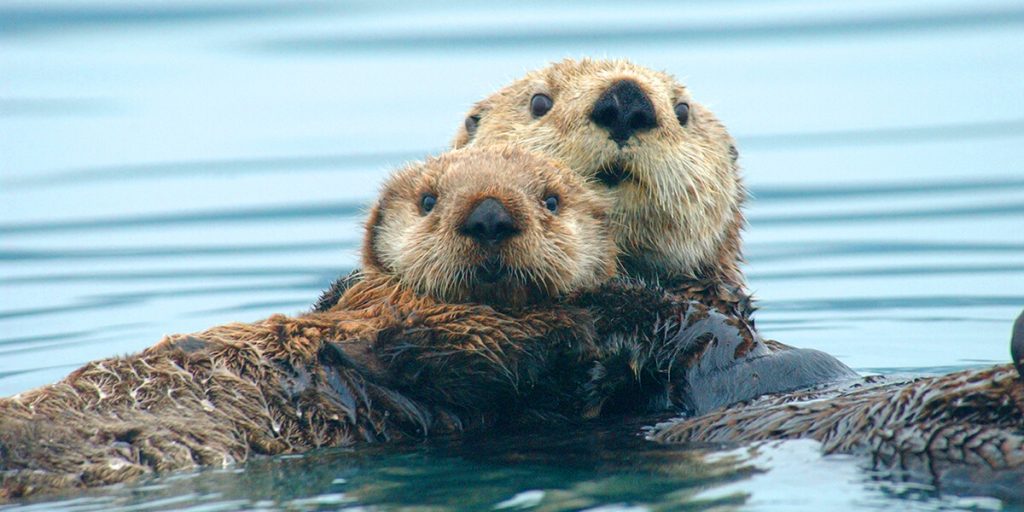 Photograph of two sea otters floating together.