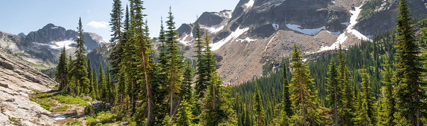 Photograph of sub-alpine forest