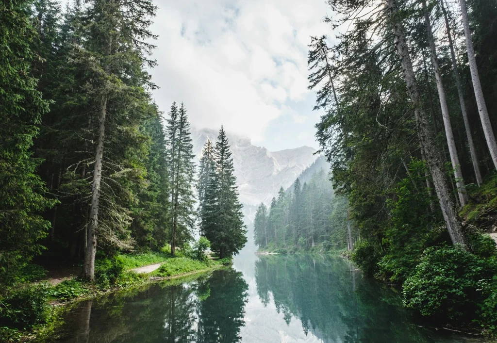 Photograph of a calm river in a forest with trees on both banks growing down to the water