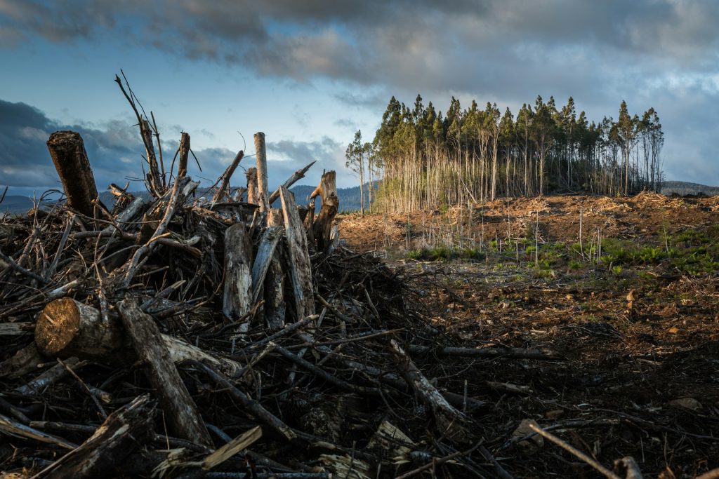 Photograph of a copse of trees surrounded by logged land and logging debris